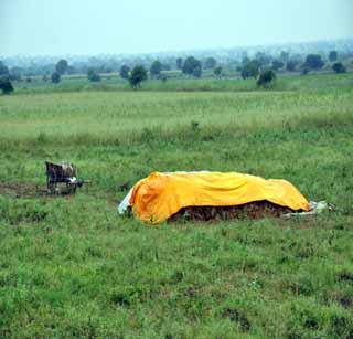 Survival to save soybean! | सोयाबीन वाचविण्यासाठी धावपळ!
