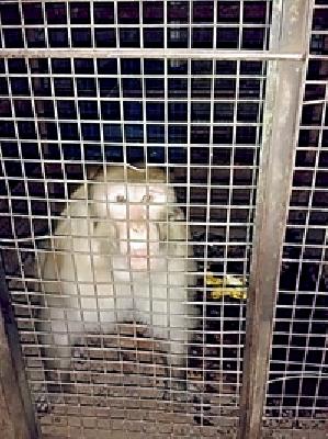 Inside a monkey 'University' | एक बंदर ‘विद्यापीठ’ के अंदर Inside a monkey 'University' | एक बंदर ‘विद्यापीठ’ के अंदर