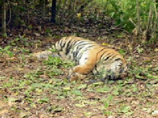 Tiger hunger for the tiger | वाघाच्या बछड्याचा भूकबळी Tiger hunger for the tiger | वाघाच्या बछड्याचा भूकबळी