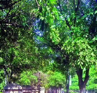 Cancer, this rumor caused by 'Saptapurni' | ‘सप्तपर्णी’मुळे कर्करोग, ही अफवाच! Cancer, this rumor caused by 'Saptapurni' | ‘सप्तपर्णी’मुळे कर्करोग, ही अफवाच!