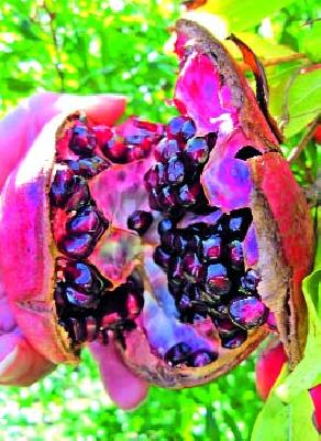 The onion, pomegranate flour, the water in the eye | कांदा, डाळींब पिकाने आणले डोळ्यात पाणी