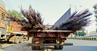 When will the fatal game stop? | जीवघेणा खेळ कधी थांबणार?