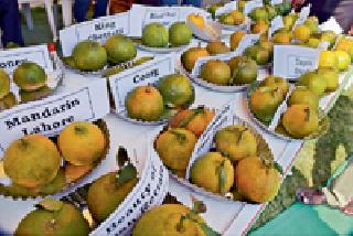 Variety orange: | व्हेरायटी संत्र्याची :