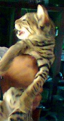 Photogallery with a tiger's calf? | वाघाच्या बछड्यासोबत फोटोसेशन?