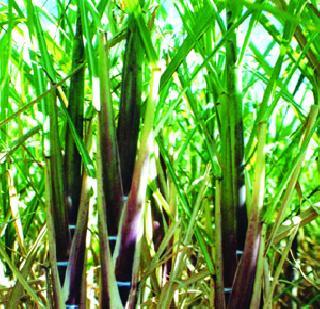 In the middle of the commencement of the commodity traffic workers | ऊसतोडणी वाहतूक कामगारांच्या संपात फूट In the middle of the commencement of the commodity traffic workers | ऊसतोडणी वाहतूक कामगारांच्या संपात फूट