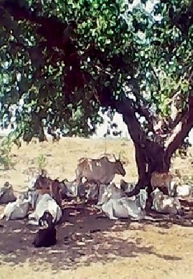 Empty posts affect the medical services of the animal | रिक्त पदांमुळे पशु वैद्यकीय सेवा प्रभावित