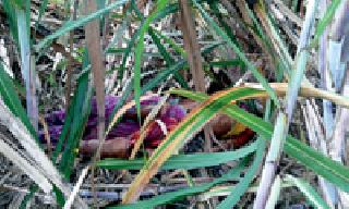 Woman killed in leopard attack | बिबट्याच्या हल्ल्यात महिला ठार