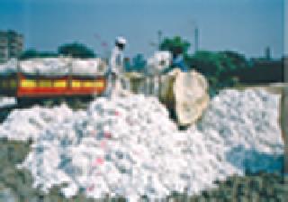 In the cotton production crisis | कापूस उत्पादक संकटात