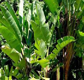 Banana brother's brother in Baranpur | केळीच्या भावाचा बऱ्हाणपूरला उच्चांक Banana brother's brother in Baranpur | केळीच्या भावाचा बऱ्हाणपूरला उच्चांक