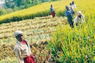 This year the production of rice will decline | यावर्षी धानाचे उत्पादन घटणार