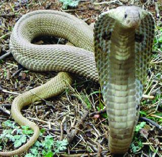 The snake bite grew in the district | जिल्ह्यात सर्पदंश वाढले