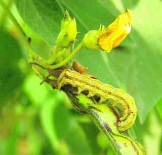 11 million hectares of tur crop in the state! | राज्यातील ११ लाख हेक्टरवरील तूर पीक धोक्यात! 11 million hectares of tur crop in the state! | राज्यातील ११ लाख हेक्टरवरील तूर पीक धोक्यात!