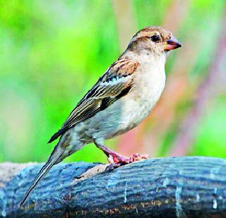 Shravali Katili sprayed the sparrows shelter | बाभळीच्या कत्तलीने चिमण्यांचा निवारा हिरावला