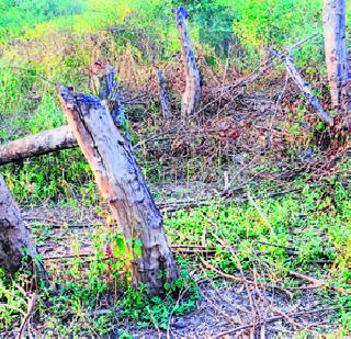 Kondotoy breathing of birds | पक्ष्यांचा कोंडतोय श्वास Kondotoy breathing of birds | पक्ष्यांचा कोंडतोय श्वास