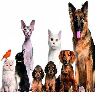 Animal schooling school! | विद्यापीठात भरणार प्राण्यांची शाळा! Animal schooling school! | विद्यापीठात भरणार प्राण्यांची शाळा!