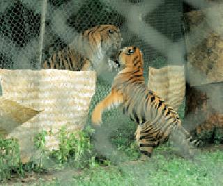 Waghob's game: | वाघोबांचा खेळ : Waghob's game: | वाघोबांचा खेळ :