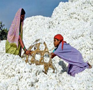 30 crore loan to buy cotton | कापूस खरेदीसाठी 30 कोटींचे कर्ज 30 crore loan to buy cotton | कापूस खरेदीसाठी 30 कोटींचे कर्ज