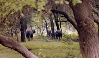 Animal risk to the airport | विमानतळाला प्राण्यांचा धोका