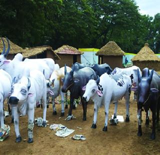'Mahi Vasai' Dhoom that will be played from Vasaiyad today | वसईत आजपासून रंगणार ‘माही वसई’ची धूम