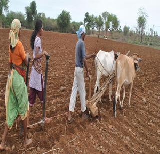 Sowing of 68% area of ​​rabi | रब्बीच्या 68 टक्के क्षेत्रवर पेरण्या