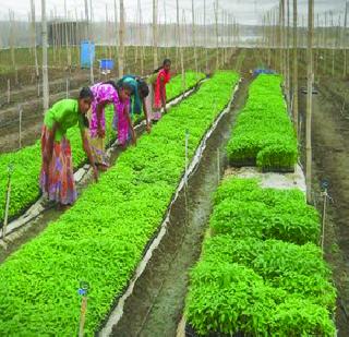 Horticultural agriculture groundwater from the boom of industries | उद्योगांच्या भरभराटीतून बागायती शेती भुईसपाट