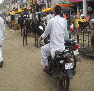 Kondwada closed, on the cattle streets | कोंडवाडा बंद, गुरे रस्त्यावर