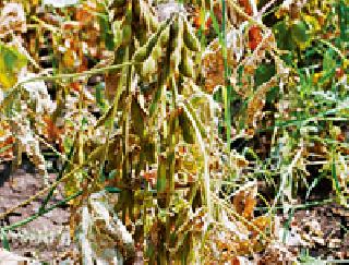 44 percent on the I | आणेवारी ४४ टक्के 44 percent on the I | आणेवारी ४४ टक्के