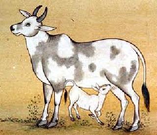 Gomez gets home | गोमातेस मिळणार ‘हक्काचं घर’