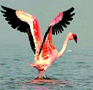 10 bird habitats risk in country! | देशातील 10 पक्षी अधिवासांना धोका! 10 bird habitats risk in country! | देशातील 10 पक्षी अधिवासांना धोका!