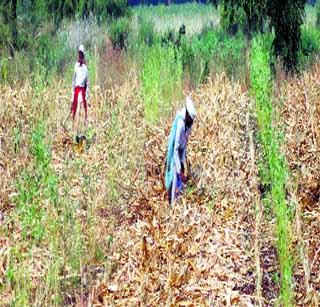 41 paisa for kharif crops | खरीप पिकांची पैसेवारी ४१ पैसे 41 paisa for kharif crops | खरीप पिकांची पैसेवारी ४१ पैसे