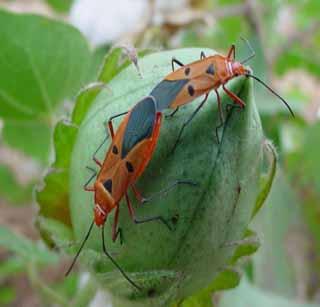 Need for Rabi Crop Management! | रब्बी पिकांच्या व्यवस्थापनाची गरज!