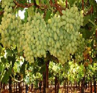 Grapes and pomegranate are in danger! | द्राक्ष, डाळिंब हंगाम धोक्यात! Grapes and pomegranate are in danger! | द्राक्ष, डाळिंब हंगाम धोक्यात!