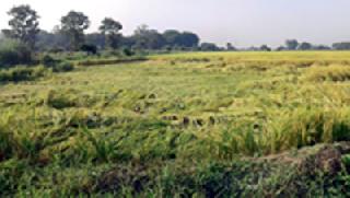 Windy rains damaged the rain | वादळी पावसाने धान जमीनदोस्त
