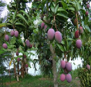 Due to the sudden rain, summer crops damage | अवकाळी पावसामुळे उन्हाळी पिकांचे नुकसान Due to the sudden rain, summer crops damage | अवकाळी पावसामुळे उन्हाळी पिकांचे नुकसान