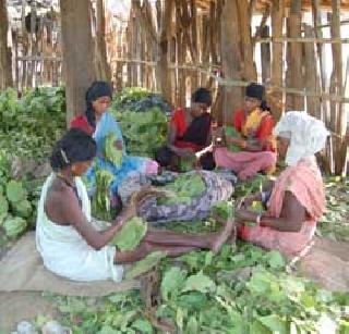 Tendu business in the hands of Gramsabha | तेंदू व्यवसाय ग्रामसभांच्या हातात