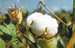 Give financial help to the damaged paddy growers | नुकसानग्रस्त धान उत्पादकांना आर्थिक मदत द्या