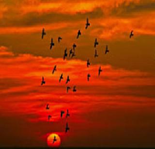 Colonial colonies of 'swiftlet' birds | ‘स्विफ्टलेट’ पक्ष्यांच्या वसाहतीचे कुतूहल Colonial colonies of 'swiftlet' birds | ‘स्विफ्टलेट’ पक्ष्यांच्या वसाहतीचे कुतूहल