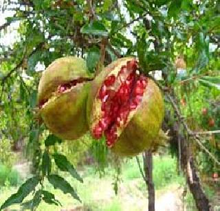 Fadnavis government like a buffalo! | फडणवीस सरकारची गत म्हशीसारखी! Fadnavis government like a buffalo! | फडणवीस सरकारची गत म्हशीसारखी!