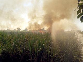 Sugarcane in 40 acres | ४० एकरातील ऊस खाक