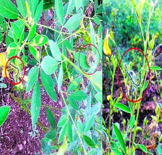 Pulverized crop at eight hectares | आठ हेक्टरवरील तुरीचे पीक धोक्यात Pulverized crop at eight hectares | आठ हेक्टरवरील तुरीचे पीक धोक्यात