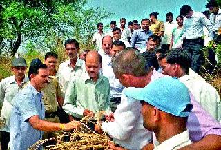 The survey of crops by Mr. Srikant Singh, Secretary, Urban Development Department | नगरविकास विभागाचे सचिव श्रीकांत सिंह यांनी केली पिकांची पाहणी