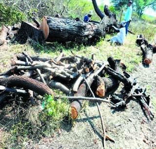 Illegal slaughter of trees on e-class space | ई-क्लास जागेवरील झाडांची अवैध कत्तल