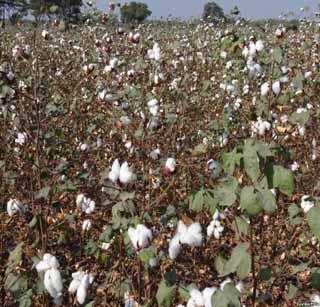 Expected to produce 15 quintals of cotton! | कपाशीच्या एकरी १५ क्विंटल उत्पादनाची अपेक्षा! Expected to produce 15 quintals of cotton! | कपाशीच्या एकरी १५ क्विंटल उत्पादनाची अपेक्षा!