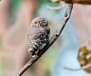 The danger of sanctuaries | अभयारण्ये धोक्यात The danger of sanctuaries | अभयारण्ये धोक्यात