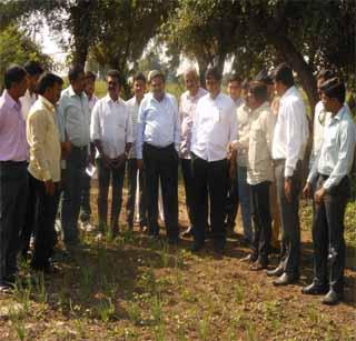 Area of onion cultivation increased in Akola district | अकोला जिल्हय़ात कांदा लागवडीखालील क्षेत्र वाढले Area of onion cultivation increased in Akola district | अकोला जिल्हय़ात कांदा लागवडीखालील क्षेत्र वाढले