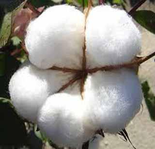 Cotton production decreased! | कापसाचे उत्पादन घटले!