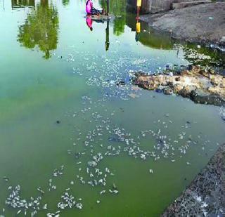 Thousands of fish dead due to chemicals in pond pond | कोळवेतील तलावात रसायनामुळे हजारो मासे मृत Thousands of fish dead due to chemicals in pond pond | कोळवेतील तलावात रसायनामुळे हजारो मासे मृत