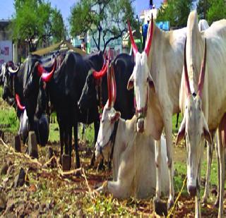 Due to Government Depression, Livestock Danger in the District | सरकारी उदासीनतेमुळे जिल्हय़ातील पशुधन धोक्यात
