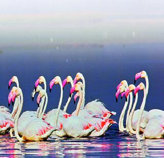 Let's birdy touring ... | चला पक्षी पर्यटनाला ...