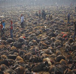 5 lakh people sacrificed in Goddess's trip in Nepal | नेपाळमध्ये देवीच्या यात्रेत ५ लाख जिवांची कुर्बानी